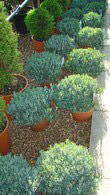 Andromeda, Bog Rosemary, Buy Online UK