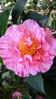 Camellia Japonica Giuseppe Traverso, Evergreen shrubs, Buy Online