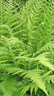 Matteuccia Struthiopteris or Ostrich Fern or Shuttlecock Fern is for sale by fern stockists Paramount Plants London nursery and online with UK wide deliveries. 