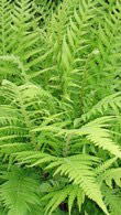 Matteuccia Struthiopteris or Ostrich Fern or Shuttlecock Fern is for sale by fern stockists Paramount Plants London nursery and online with UK wide deliveries.