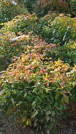 Nandina Domestica Firepower also known as Heavenly Bamboo - for sale from Nursery & Online, UK