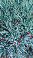 Pinus Sylvestris Watereri or Walter Pine for sale in London, UK