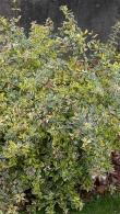Abelia Grandiflora Hopleys, Variegated Variety of Abelia