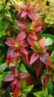 Abelia Grandiflora Kaleidoscope is a compact evergreen shrub with beautiful foliage variegation, fragrant pink flowers attract pollinators, buy online UK
