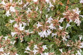 Abelia Grandiflora Lucky Lots flowering, evergreen shrub for sale with UK delivery