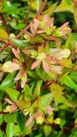 Abelia Grandiflora Prostrata syn. Abelia × Grandiflora Prostrate White