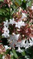 Abelia Grandiflora Sherwoodii Compact Flowering Shrub