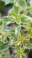 Abelia Grandiflora Sparkling Silver, a variegated Abelia