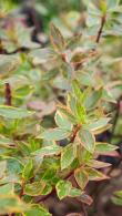 Abelia Sunshine Daydream