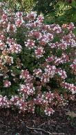 Abelia Zanderi Little Richard