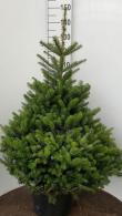 Korean Fir or Abies Koreana in our conifer collection - for sale online at our London garden centre, UK