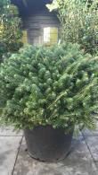 Abies Koreana Compact Dwarf Korean Fir trees, buy UK delivery.