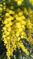 Pleached Acacia Dealbata - Mimosa Trees in Pleached Form