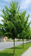 Acer Campestre Elsrijk Field Maple Elsrijk, ornamental native trees for sale with UK wide delivery.