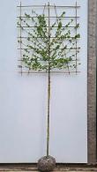 Acer Campestre Pleached Field Maple trees, excellent specimens, good size and a great price for these rootballed trees, buy UK