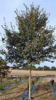 Acer Campestre (Field Maple or Hedge Maple), native British tree in full autumn glory