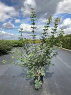 Acer Campestre Multi-Stemmed Field Maple