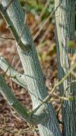 Acer Capillipes or Red Snake Bark Maple Tree, showing bark detail, buy this tree online with UK delivery.