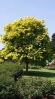 Golden yellow foliage colour of Acer Cappadocicum or Cappadocian Maple in autumn