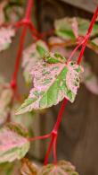 Acer Conspicuum Red Flamingo Snakebark Maple