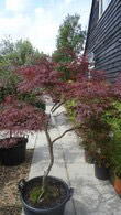 Acer Dissectum Garnet Feathered, mature trees for sale online