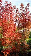 Acer Freemanii Autumn Blaze Freeman’s Maple, outstanding orange-red autumn colour