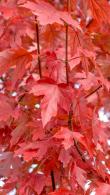 Acer Freemanii or Freemans Maple, sturdy hybrid maple with a brilliant, red-orange autumn colour & a fast growth rate
