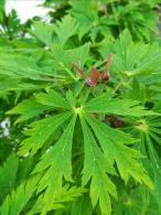 Acer japonicum Aconitifolium Japanese Maple with deeply lobed leaves