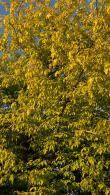 Acer Negundo Kellys Gold, Elder Maple trees for sale, good choice tree for smaller gardens, buy UK delivery.