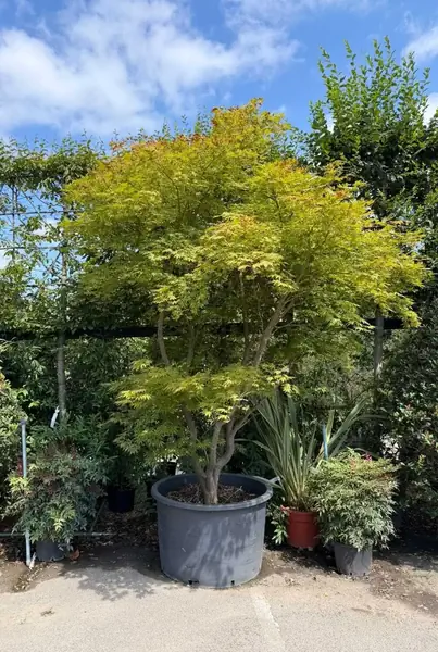 Acer Palmatum 5262 - £3000 Mature Japanese Maple Tree