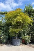 Acer Palmatum 5262 - £3000 Mature Japanese Maple Tree