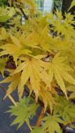 Acer Palmatum Aureum Japanese Maple with distinctive golden leaves