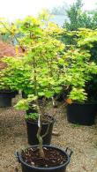 Acer Palmatum Aureum Japanese Maple with distinctive golden leaves