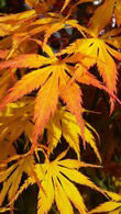 Acer Palmatum otherwise known as Japanese Maple trees are available to buy from Paramount Plants, London & online.