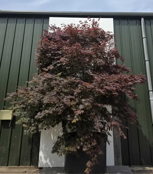 Acer Palmatum Bloodgood 5258 - £12500 Mature Japanese Maple Tree