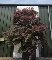 Acer Palmatum Bloodgood 5258 - £12500 Mature Japanese Maple Tree