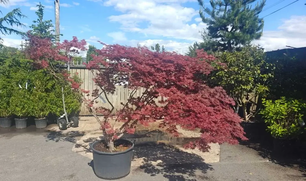 Acer Palmatum Bloodgood 5261 - £3000 Mature Japanese Maple Tree