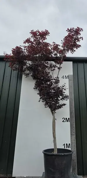 Acer Palmatum Bloodgood 5263 - £4500 Mature Japanese MapleTree
