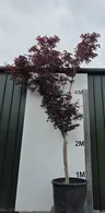 Acer Palmatum Bloodgood 5263 - £4500 Mature Japanese MapleTree