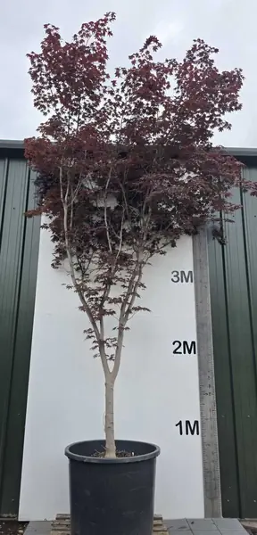 Acer Palmatum Bloodgood 5264 - £4500 Mature Japanese Maple Tree