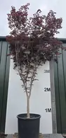 Acer Palmatum Bloodgood 5264 - £4500 Mature Japanese Maple Tree