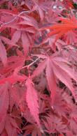 Acer Palmatum Chitoseyama, Paramount Plants and Gardens, North London UK