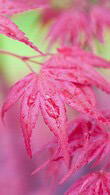 Acer Palmatum Deshojo - Japanese Maple Deshojo