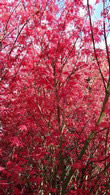 Acer Shindeshojo, Japanese Acers for sale at Paramount Plants 