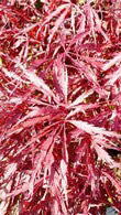 Acer Palmatum Dissectum Garnet, Paramount Plants and Gardens, Acer Specialists London & UK.