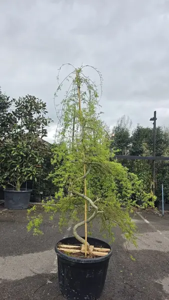 Acer Palmatum Dissectum Emerald Lace 5255 - £2750 Mature Japanese Maple Tree