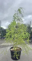 Acer Palmatum Dissectum Emerald Lace 5256 - £2750 Mature Japanese Maple Tree