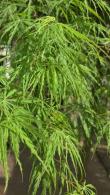 Acer Palmatum Dissectum Flavescens trees for sale online UK 