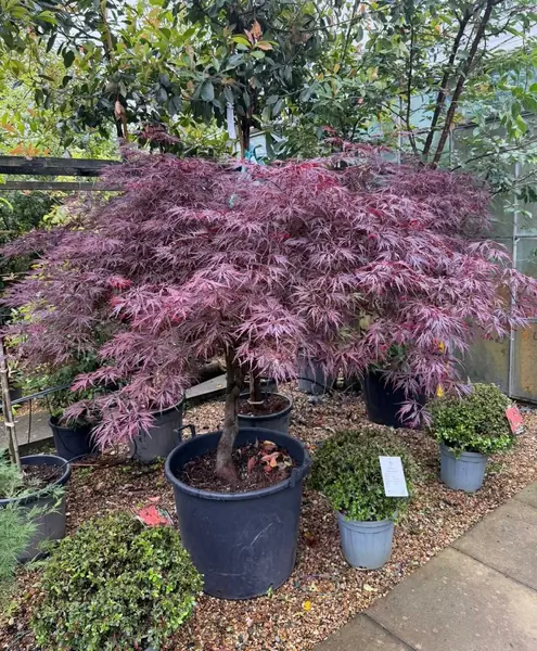 Acer Palmatum Dissectum Garnet 5260 - £950 Mature Japanese Maple Tree
