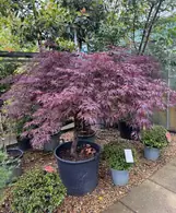 Acer Palmatum Dissectum Garnet 5260 - £950 Mature Japanese Maple Tree